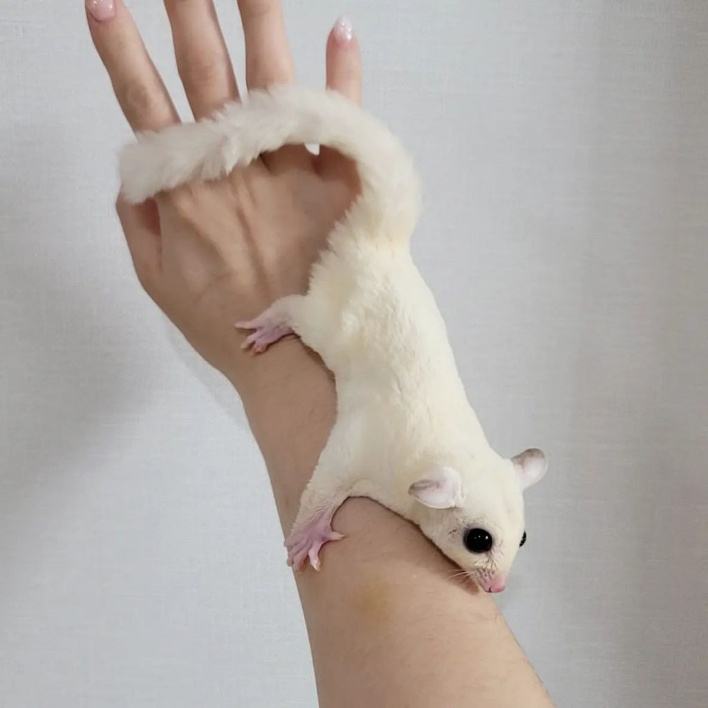 Sugar Gliders For Sale! 100 Healthy And 100 Trained!