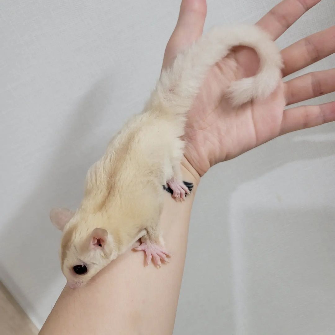 Leucistic sugar sale glider for sale