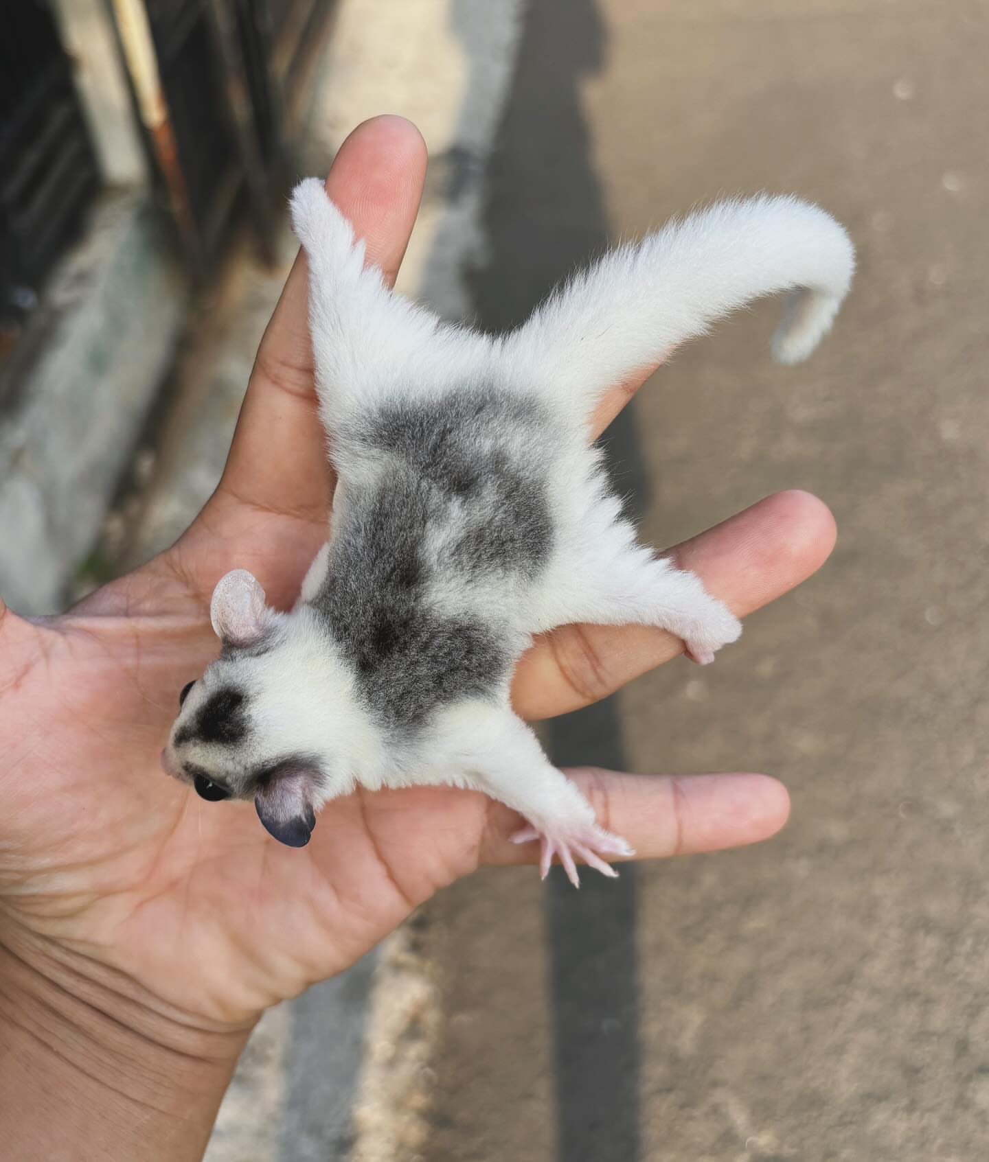 1 Bijou - female Sugar Glider For Sale