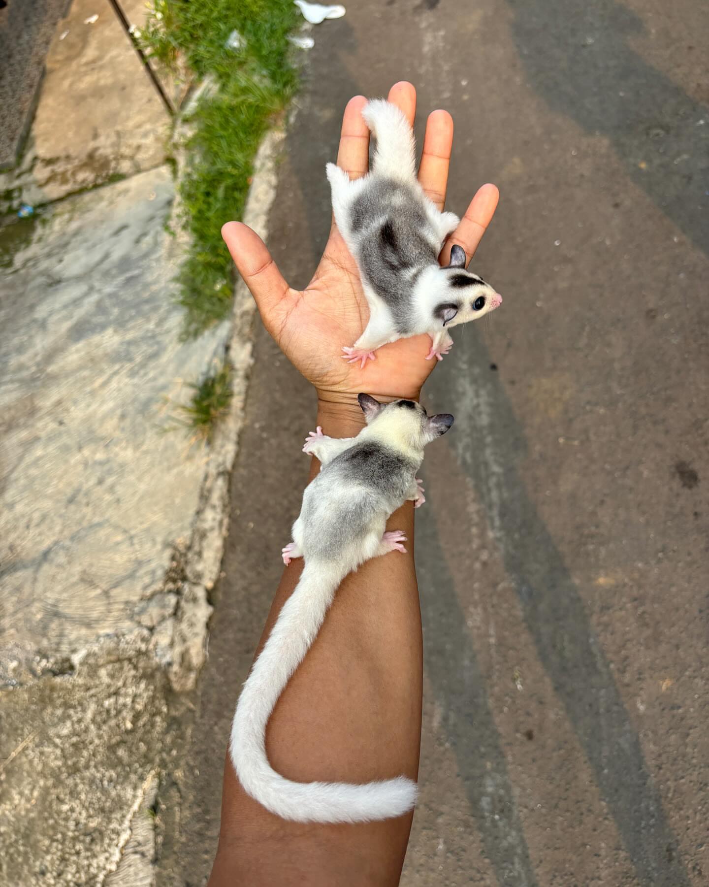 4 Elton & Elsa - Male & Female - Male & Female Sugar Gliders For Sale