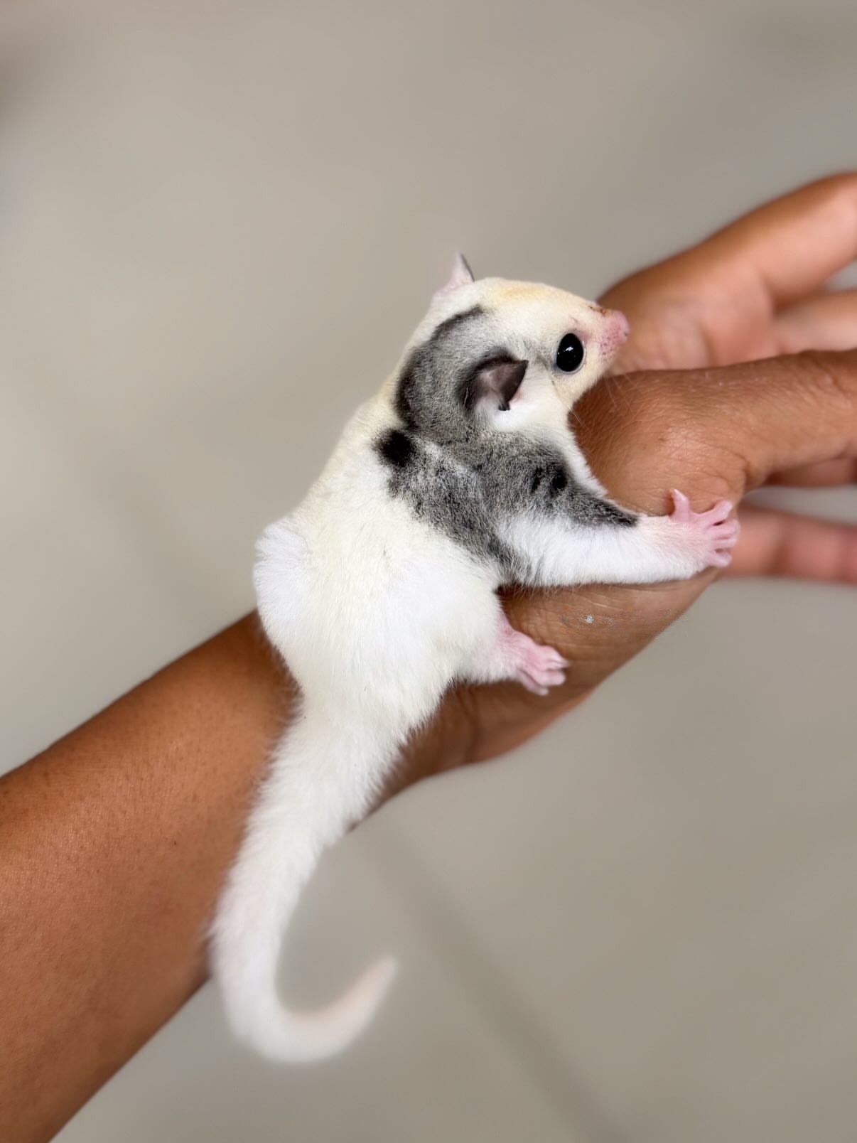 12 Oreo - Male Sugar Glider For Sale