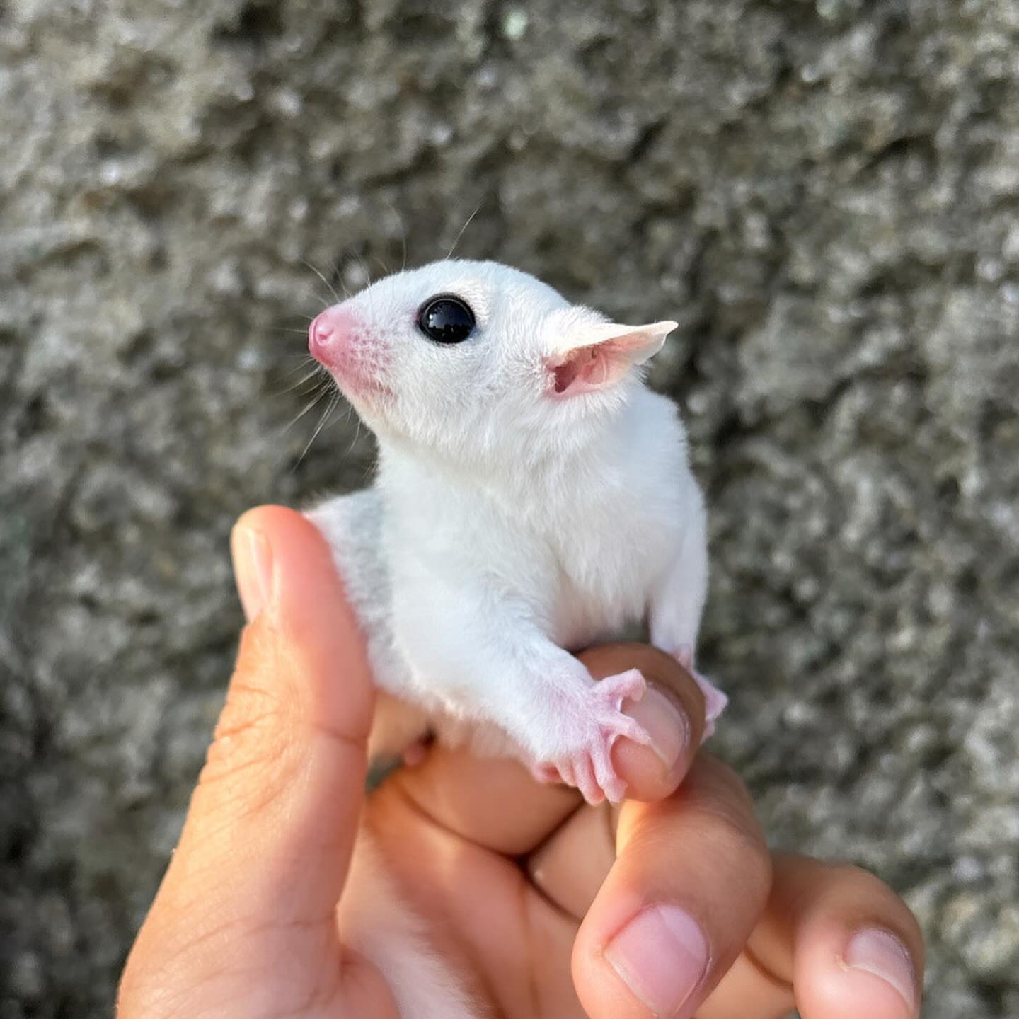 2 Checo - Male Sugar Glider For Sale