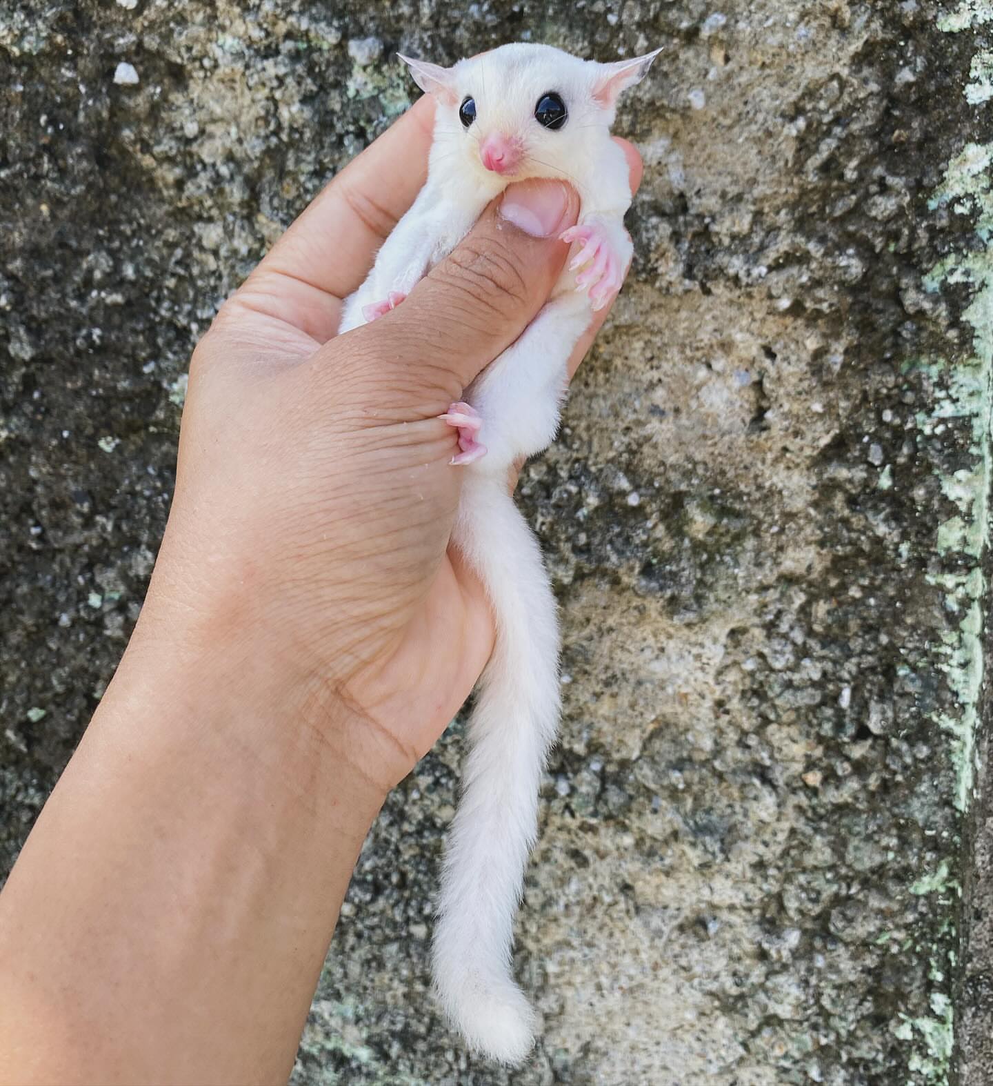 9 Mia - Female Sugar Glider For Sale