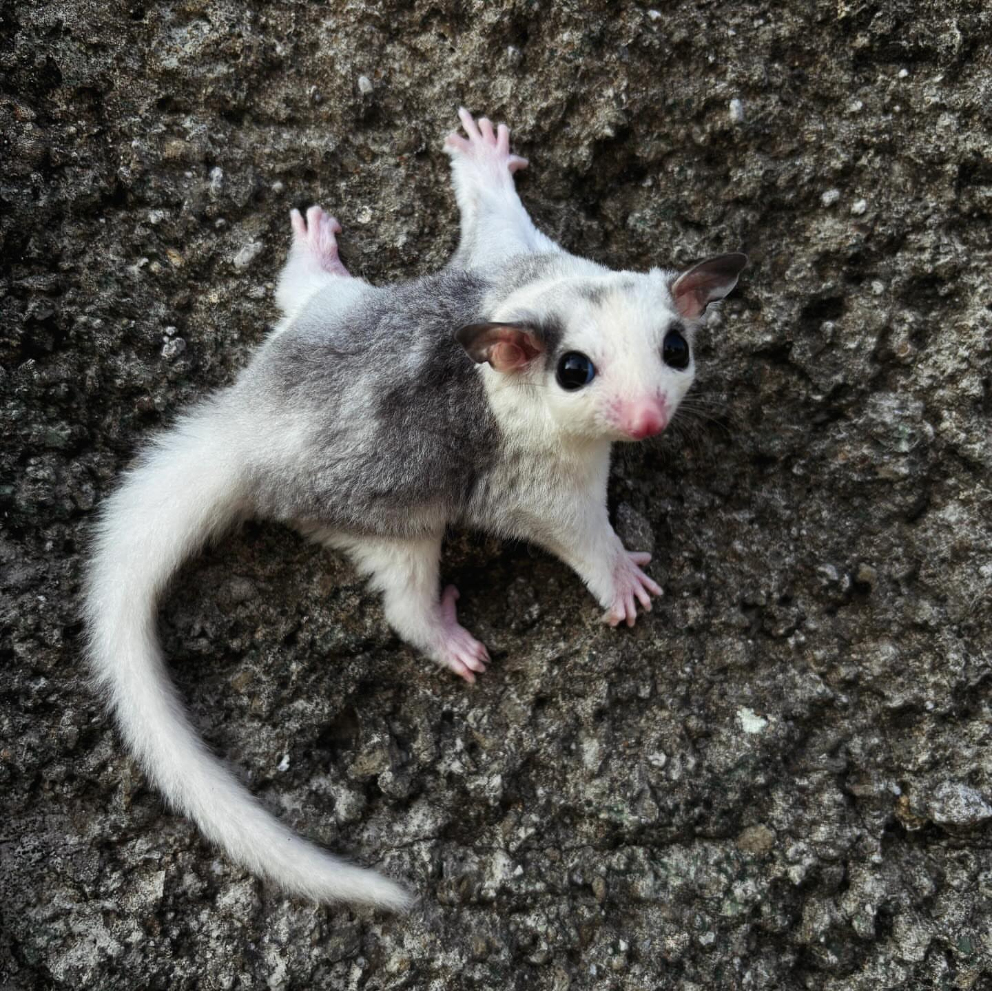 17 Sunny - Male Sugar Glider For Sale